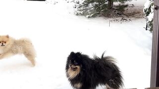 fluffy dogs