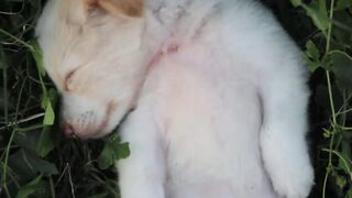 sleeping puppy