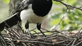 Burung membuat sarang