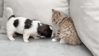 CACHORRINHO BRINCANO COM GATINHO