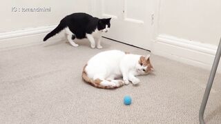 GATOS BRINCANO 2