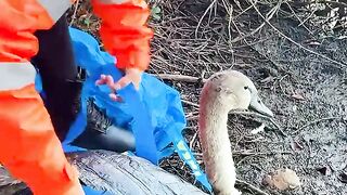Papa Swan thank Rescuers Bringing his Baby Back