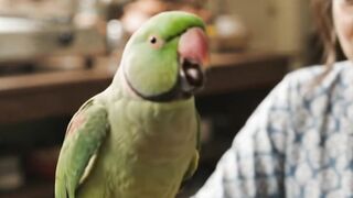 Funny parrot 4