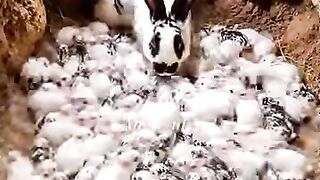 Bersama anak anaknya #rabbit #kelinci.mp4