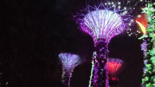 Supertree Grove - Singapore