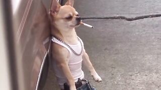A dog acting in a movie