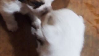 puppy fight