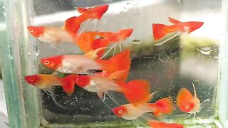 Gappy fish
