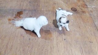 little fight