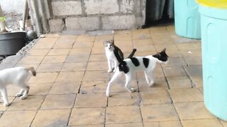 My five cats are happy