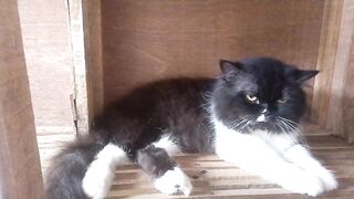 Reje Cute Cat