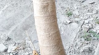 The Papaya tree behind my house
