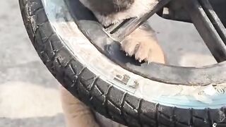 🐶 He Was Just Playing With a Tire… But the Ending Is Hilarious! 😂