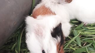 Super Cute Baby Guinea Pig Eating and Playing