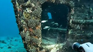 Something Huge Was Hiding Inside This Forgotten Underwater Wreck 😳🌊
