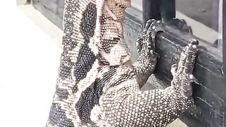 massive lizard-induced tremor