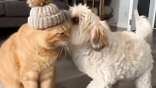 Anjingnya nyosor si kucing