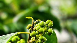 A random walk around nature turned into a little macro photography session. 🌿💧