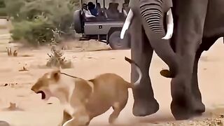 The Most Insane Animal Moments Caught on Camera
