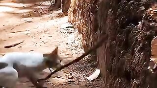 Cat Vs snake ,who won