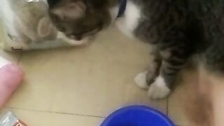 Cat lovers 13