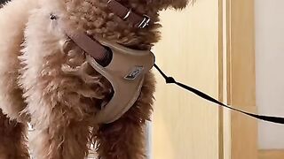 Rate My Cowboy Poodle 1-10 😎 Would You Take Him For A Walk?