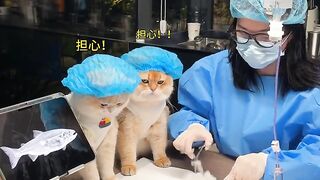 Si Moyen Becomes a Medical Assistant 🐱🩺