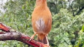 Beautiful Bird Singing in Nature