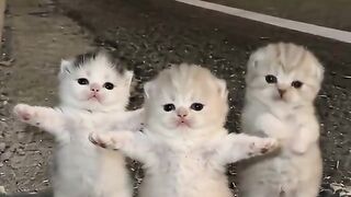 Dancing cat 12