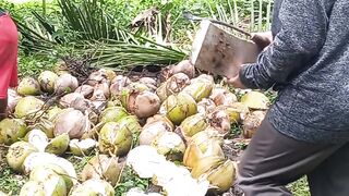 cucunot