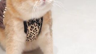 Cute and Funny Cat Moments! 🐱😂