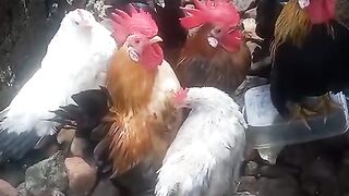 chicken 6