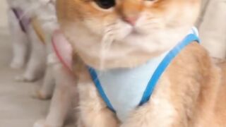 Moyen and his friend’s adorable antics are just too cute! 🐱🥰