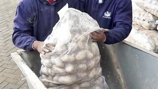 How French Fries Are Made in Factory | Full Automatic Process