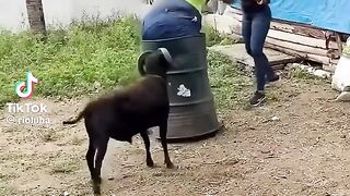 The goat 8