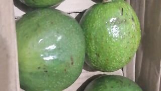 avocado 3