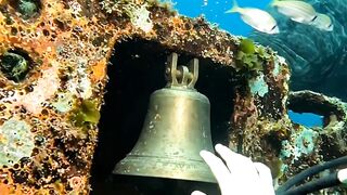 I Found Something Massive Inside This Sunken Wreck 😳🐟