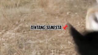 Sahabat setia