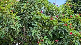 Plant,flowers
