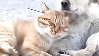 Sahabat setia anjing dan kucing