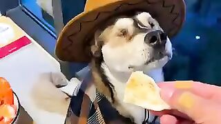 Bossy Dog 🤣