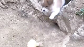 Anak anjing dan anak bebek bisa rukun