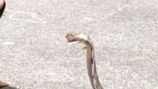 Fearless Snake Handler Faces a Dangerous Cobra