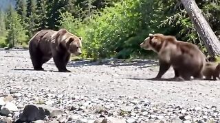 She's half his size and she charged him twice anyway
