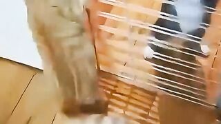 VEJÁ OS GATOS A PRONTANO