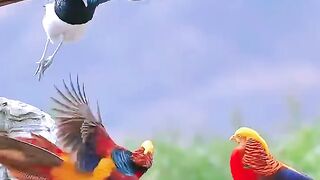 VEJÁ QUE LINDOS PASSAROS NA NATUREZA