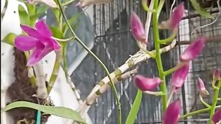 Orchid 2