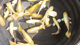 Gappy fish 2