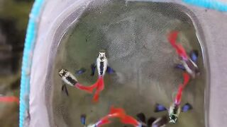 Gappy fish 3