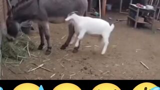 Viral animals scene